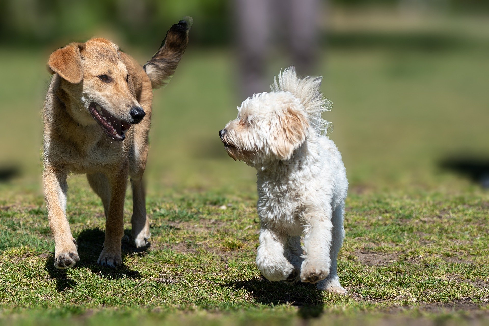 HODOCO Hundeschule Tierschutzhunde
